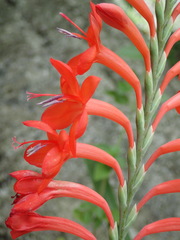 Watsonia schlechteri