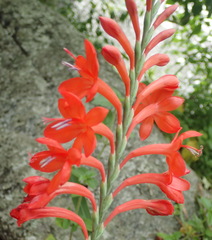 Watsonia schlechteri