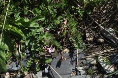 Astragalus oreades