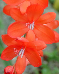 Watsonia schlechteri