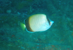 Chaetodon dolosus