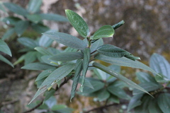 Boehmeria densiflora