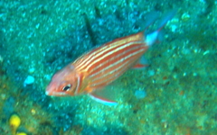 Sargocentron diadema