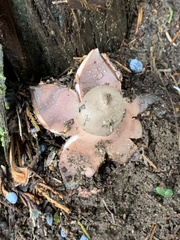 Geastrum rufescens