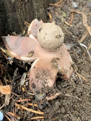 Geastrum rufescens