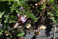 Astragalus oreades