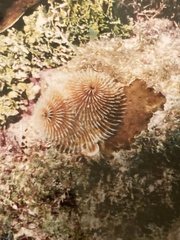 Spirobranchus giganteus image
