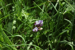 Astragalus oreades