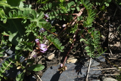 Astragalus oreades