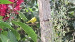 Setophaga petechia