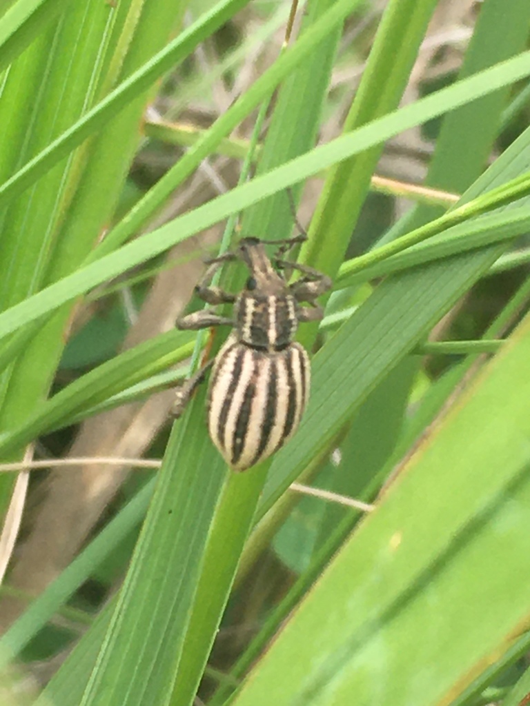 Pinstripe Donkeyface Weevil