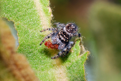Phidippus asotus