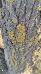 Xanthoria parietina