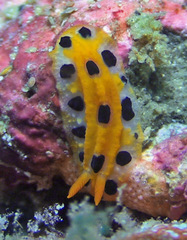Phyllidia polkadotsa