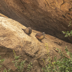 Galloperdix lunulata