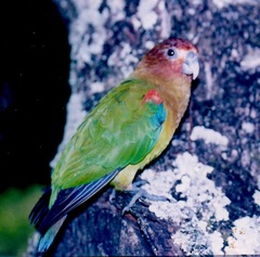 Hapalopsittaca amazonina