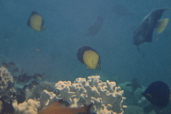 Chaetodon melapterus
