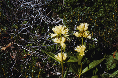 Gentiana burseri burseri