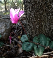 Cyclamen repandum