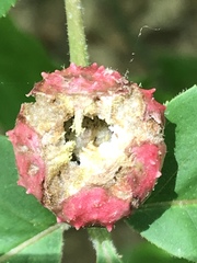 Phylloxera spinosa