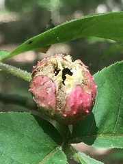 Phylloxera spinosa