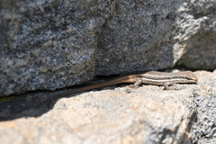 Trachylepis laevigata