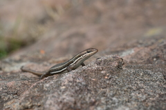 Trachylepis laevigata