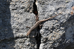 Trachylepis laevigata