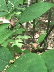 Phylloxera spinosa