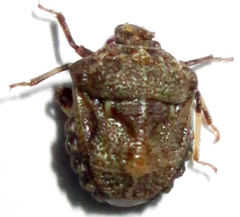 Bolbocoris inaequalis