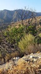 Malacothamnus davidsonii