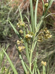 Gomphocarpus tomentosus tomentosus