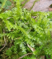 Rhynchostegium megapolitanum