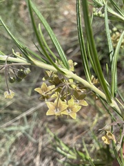 Gomphocarpus tomentosus tomentosus