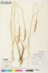 Calamagrostis inexpansa