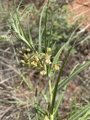 Gomphocarpus tomentosus tomentosus