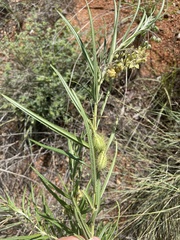Gomphocarpus tomentosus tomentosus