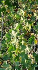 Malacothamnus davidsonii