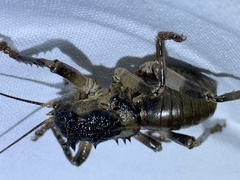 Spalacomimus magnus
