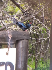 Phoeniculus purpureus marwitzi