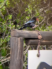 Phoeniculus purpureus marwitzi