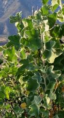 Malacothamnus davidsonii