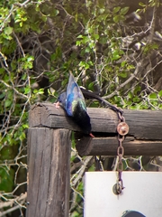 Phoeniculus purpureus marwitzi