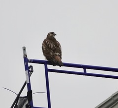 Buteo jamaicensis