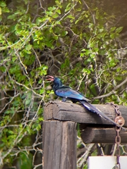 Phoeniculus purpureus marwitzi