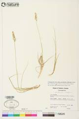 Calamagrostis stricta