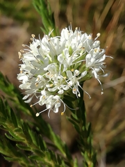 Agathosma hirta