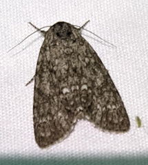 Acronicta americana