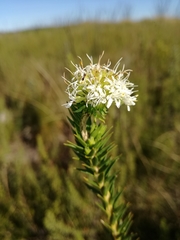 Agathosma hirta