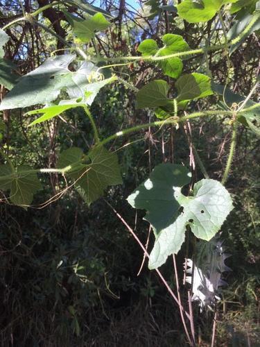 Horned Melon